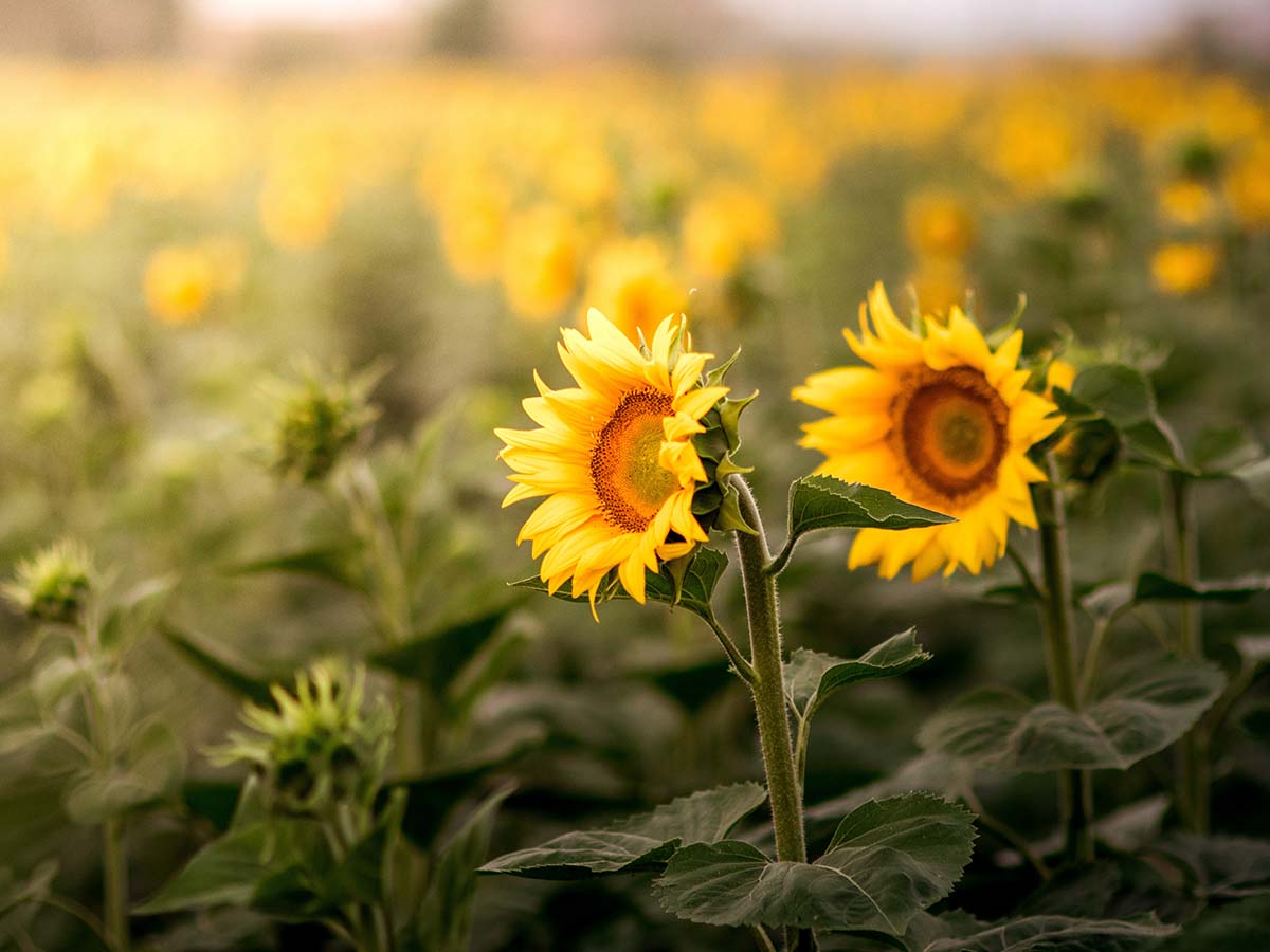 two sunflowers in a field
